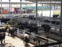 Büffelfarm Vannulo &ndash; &copy; Katrin Deutschbein (Eberhardt TRAVEL)