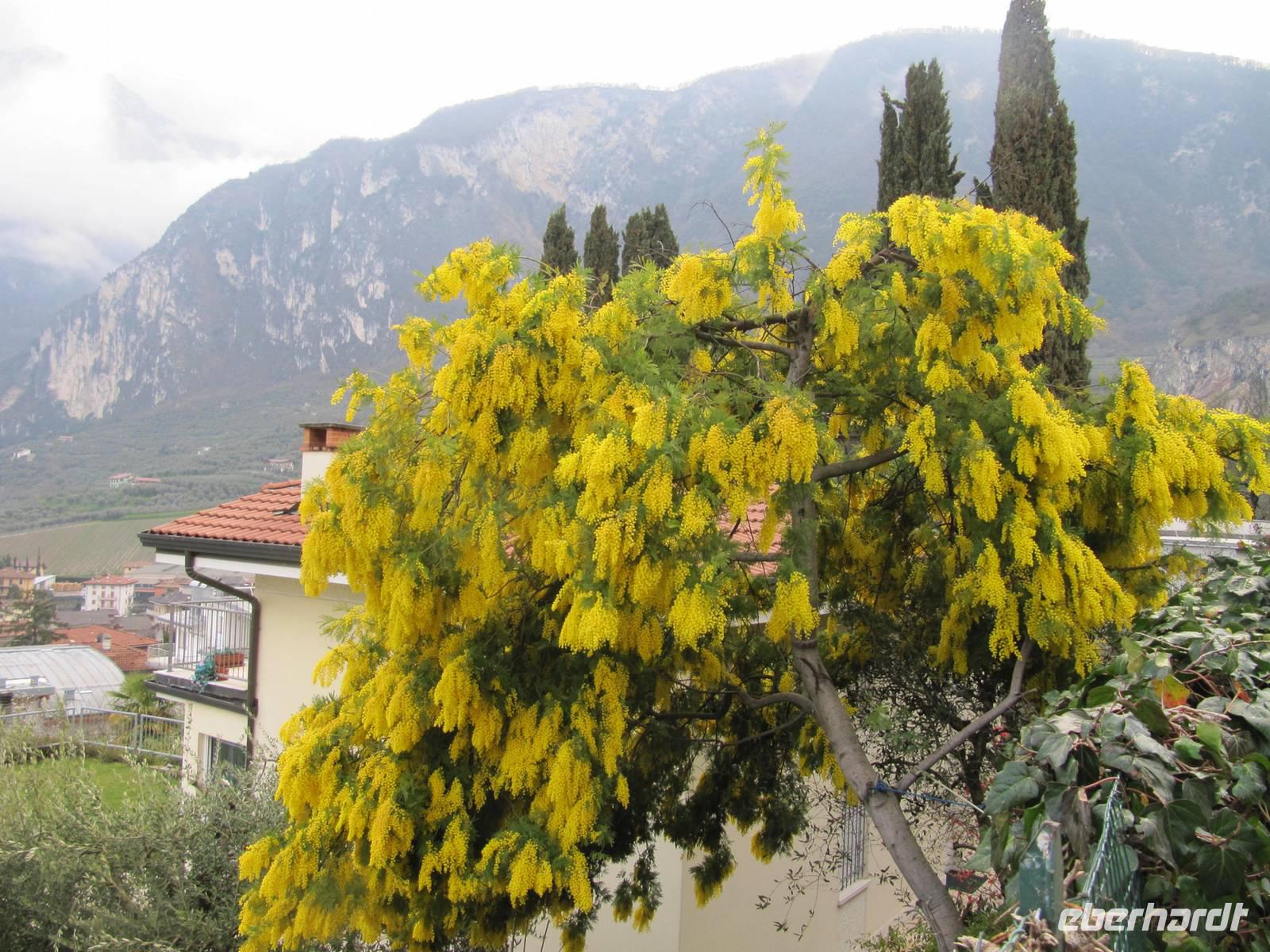 ...unser erster Frühlingstag in Riva &ndash; &copy; Petra Sauer (Eberhardt TRAVEL)