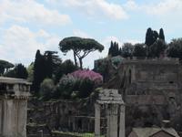 Rom Forum Romanum &ndash; &copy; Petra Sauer (Eberhardt TRAVEL)