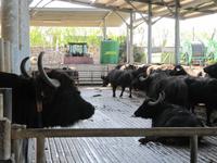 Büffelfarm Vanullo &ndash; &copy; Petra Sauer (Eberhardt TRAVEL)