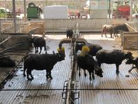 Büffelfarm Vanullo &ndash; &copy; Petra Sauer (Eberhardt TRAVEL)