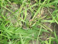 Paestum &ndash; &copy; Petra Sauer (Eberhardt TRAVEL)