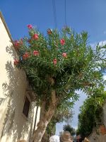 Oleanderbaum &ndash; &copy; Ute Solf (Eberhardt TRAVEL)