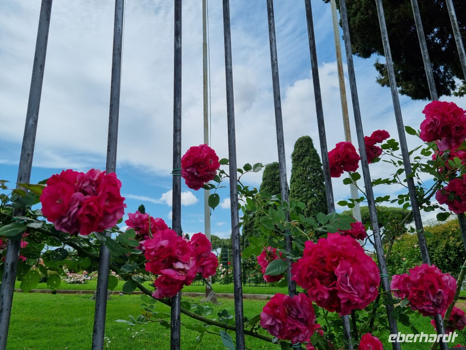 Rom - Aventinhügel (Rosengarten) &ndash; &copy; Katrin Deutschbein (Eberhardt TRAVEL)