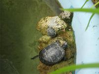 Schildkröten &ndash; &copy; Gabriele Schwarze (Eberhardt TRAVEL)