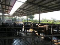 Büffelfarm Vannulo &ndash; &copy; Bernhard Rink (Eberhardt TRAVEL)