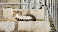 Hauskater &ndash; &copy; Petra Sauer (Eberhardt TRAVEL)