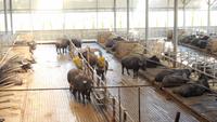 Büffelfarm Vanullo &ndash; &copy; Petra Sauer (Eberhardt TRAVEL)