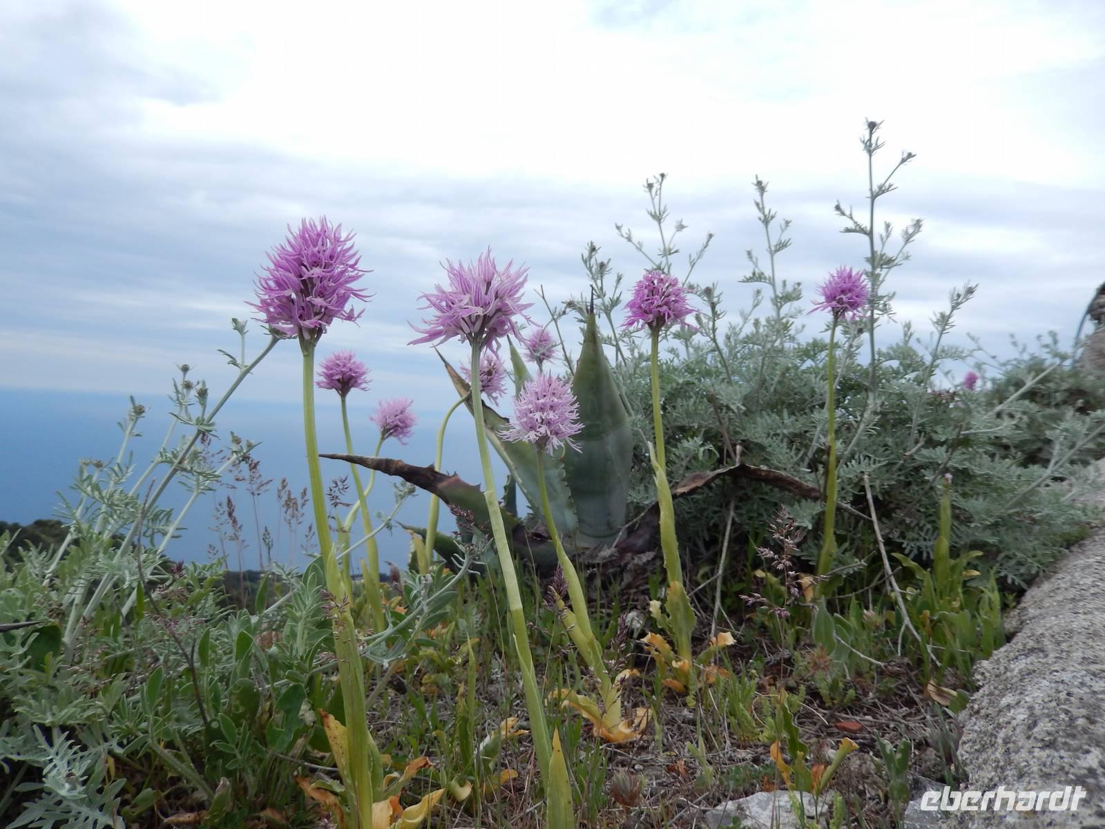 Orchideen &ndash; &copy; Petra Sauer (Eberhardt TRAVEL)