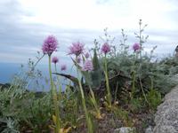 Orchideen &ndash; &copy; Petra Sauer (Eberhardt TRAVEL)