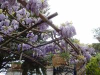 Blauregen &ndash; &copy; Petra Sauer (Eberhardt TRAVEL)