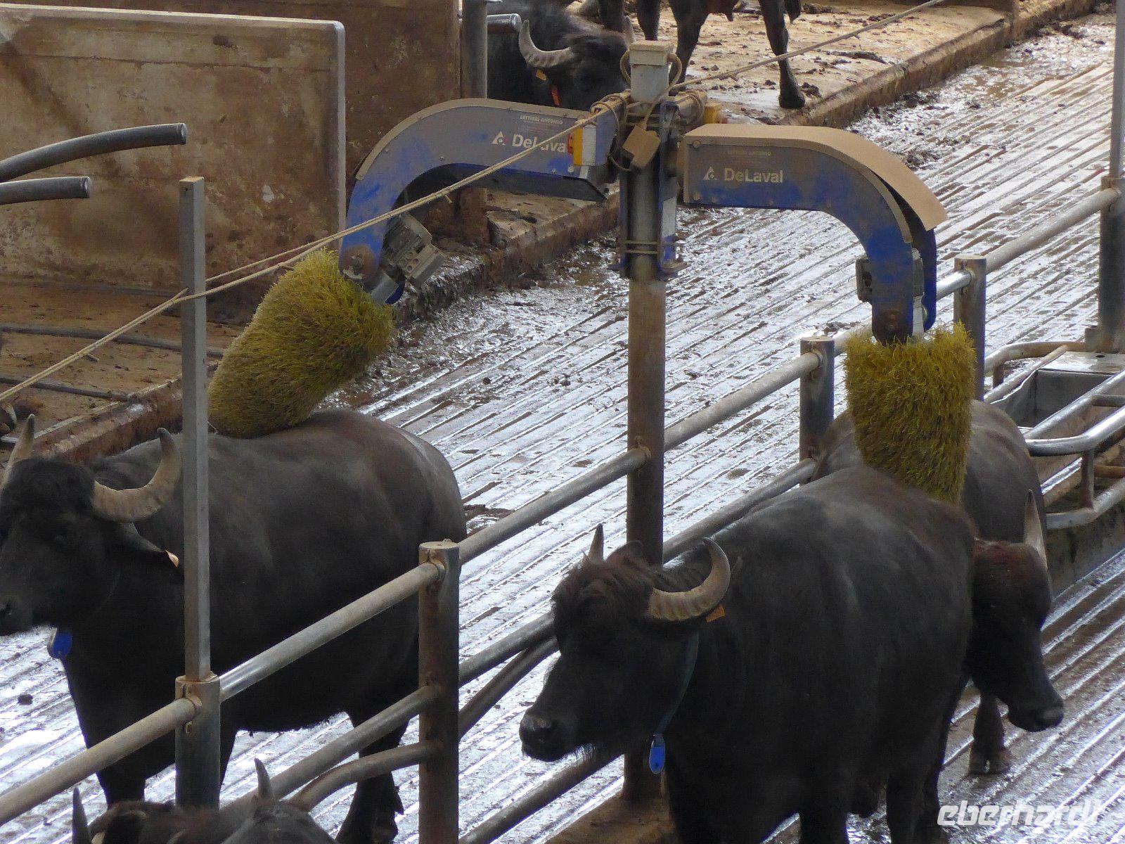 Büffelfarm Vanullo &ndash; &copy; Philipp Schmitz (Eberhardt TRAVEL)