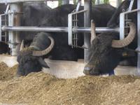 Büffelfarm Vanullo &ndash; &copy; Philipp Schmitz (Eberhardt TRAVEL)