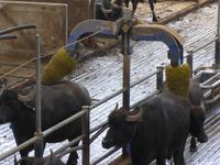 Büffelfarm Vanullo &ndash; &copy; Philipp Schmitz (Eberhardt TRAVEL)