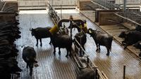 26.05.2018 Büffelfarm Vanullo &ndash; &copy; Jutta Petzold-Herrmann (Eberhardt TRAVEL)
