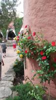 Rosenzauber in Porto Cervo &ndash; &copy; Heike Schlosser (Eberhardt TRAVEL)