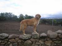 der Bauernhund  &ndash; &copy; Annett Seese (Eberhardt TRAVEL)