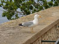 Möwe in Bonifatio &ndash; &copy; Stefan Jahnke (Eberhardt TRAVEL)