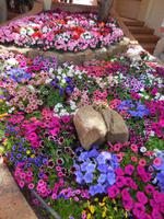 032 Sardinien - Blumenpracht in Porto Cervo &ndash; &copy; Kerstin Heintzel (Eberhardt TRAVEL)