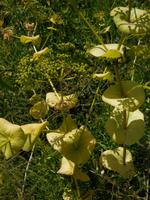 096 Sardinien - Blume &ndash; &copy; Kerstin Heintzel (Eberhardt TRAVEL)
