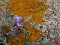 133 Sardinien - Wanderung zum Capo Testa &ndash; &copy; Kerstin Heintzel (Eberhardt TRAVEL)