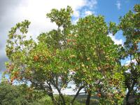 Erdbeerbaum