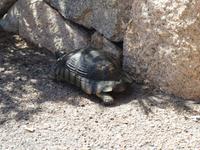 IMG_2044_Schildkröte in Porto Cervo &ndash; &copy; Rica Schubert (Eberhardt TRAVEL)