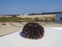 IMG_2115_Seeigel in Stagnah &ndash; &copy; Rica Schubert (Eberhardt TRAVEL)