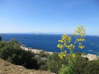 50 Maddalena