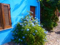  Bleiwurz &ndash; &copy; Adelheid Fritzsche (Eberhardt TRAVEL)