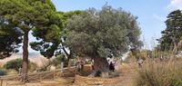 der älteste Olivenbaum Siziliens &ndash; &copy; Marlies Thrum (Eberhardt TRAVEL)