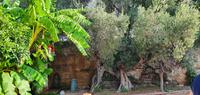 ein 1200jähriger Olivenbaum &ndash; &copy; Marlies Thrum (Eberhardt TRAVEL)