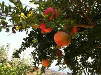 Castelbuono