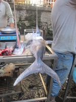 Schwertfisch, ganz &ndash; &copy; Anne Sturm (Eberhardt TRAVEL)