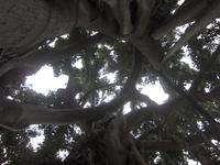 Ein Baum aus Bäumen &ndash; &copy; Anne Sturm (Eberhardt TRAVEL)