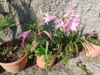 Belladonna Lilie &ndash; &copy; Ria Heilmann (Eberhardt TRAVEL)