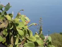 Feigenkaktus &ndash; &copy; Linda Hartge (Eberhardt TRAVEL)