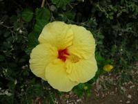 Hibiskus &ndash; &copy; Linda Hartge (Eberhardt TRAVEL)
