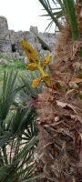 Flora in Selinunte &ndash; &copy; Georg Berger (Eberhardt TRAVEL)