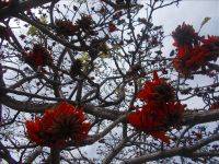 DSCN5592.JPG     Korallenbaum &ndash; &copy; Kerstin Veit (Eberhardt TRAVEL)