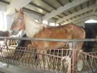 DSCN5624.JPG  im Stall &ndash; &copy; Kerstin Veit (Eberhardt TRAVEL)