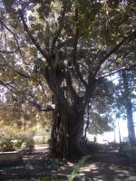 DSCN5714.JPG   Ficus Magnolia &ndash; &copy; Kerstin Veit (Eberhardt TRAVEL)