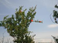 Granatapfel &ndash; &copy; Sylvia Sann (Eberhardt TRAVEL)
