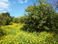 Citrusfarm (1) &ndash; &copy; Andreas Höhn (Eberhardt TRAVEL)