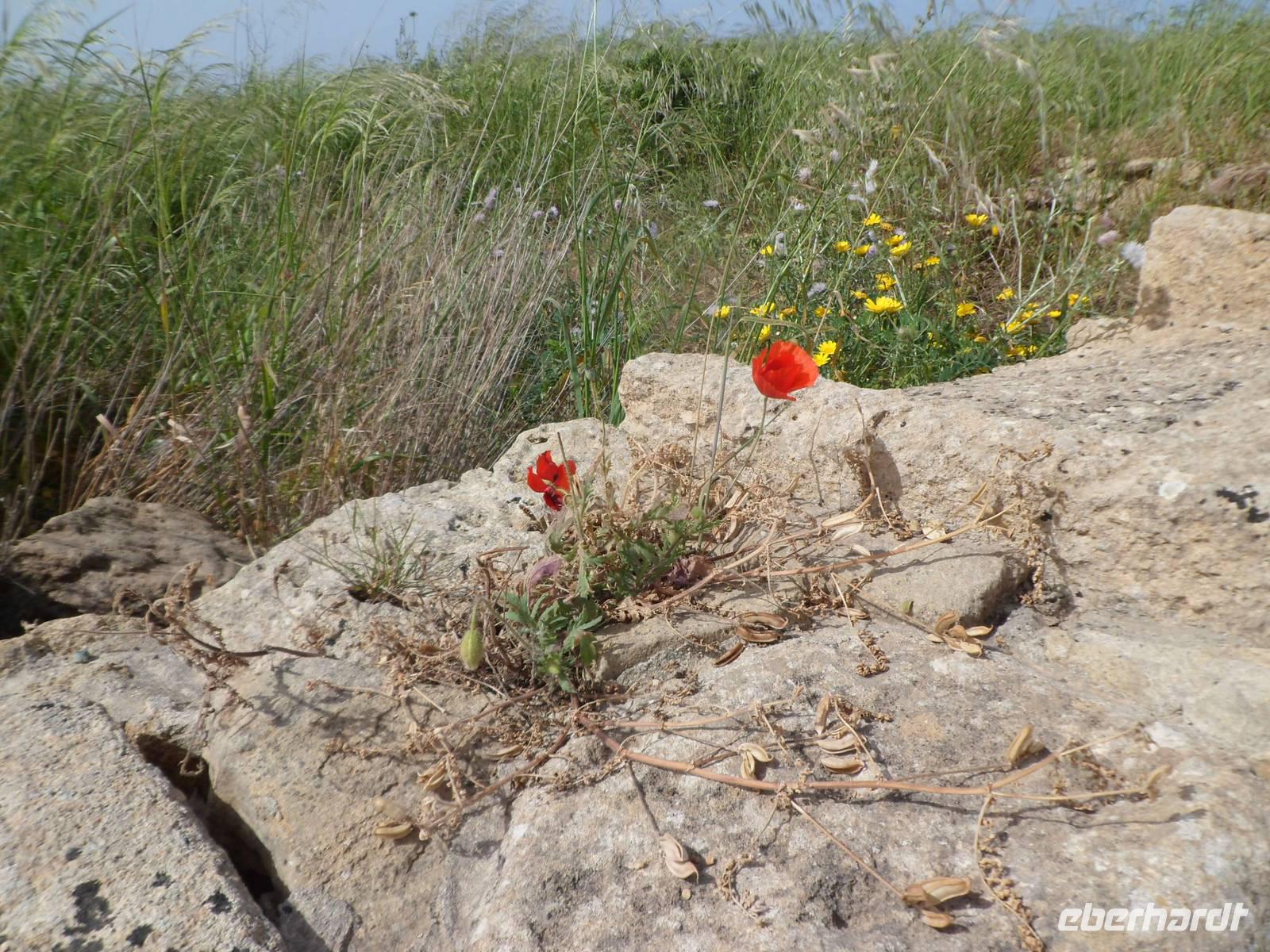 einfach Frühling &ndash; &copy; Barbara Werrmann (Eberhardt TRAVEL)