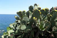 Aci Castello &ndash; &copy; Petra Sauer (Eberhardt TRAVEL)