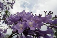 Jacaranda &ndash; &copy; Petra Sauer (Eberhardt TRAVEL)