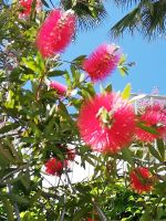 Die wunderschönen Blumen.jpg &ndash; &copy; Marieta Beck (Eberhardt TRAVEL)