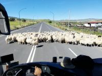 Die Schaafe auf der Autobahn.jpg &ndash; &copy; Marieta Beck (Eberhardt TRAVEL)