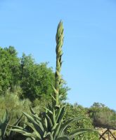 Agrigento - gewaltige Pflanzen &ndash; &copy; Marieta Beck (Eberhardt TRAVEL)